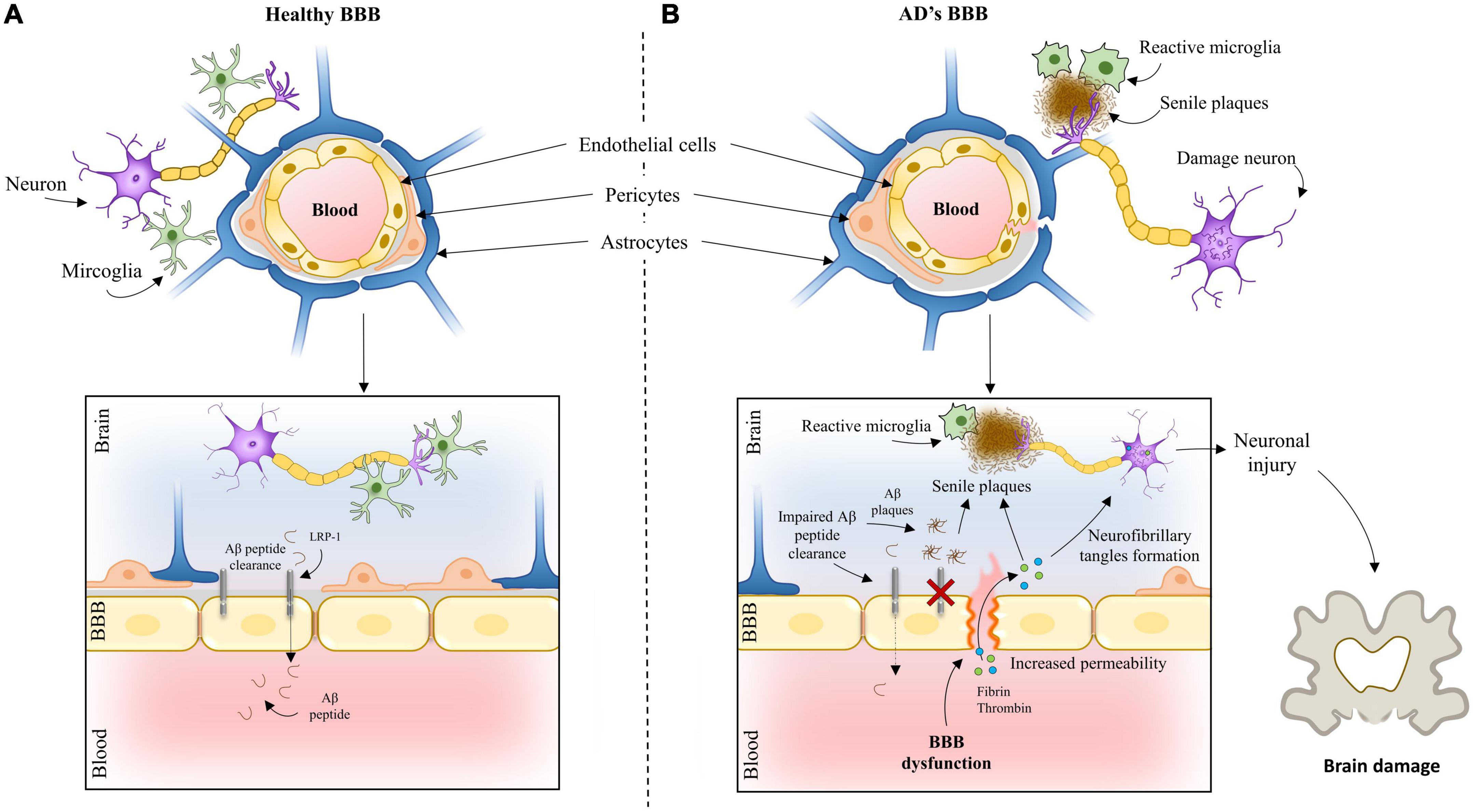 Reconsidering the role of blood-brain barrier in Alzheimer’s disease: From delivery to target